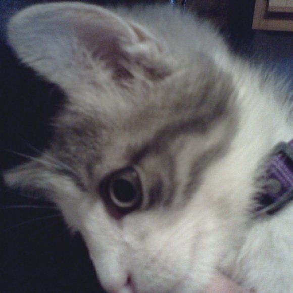 Meet your Posher, Lisa - Picture 10 of 16